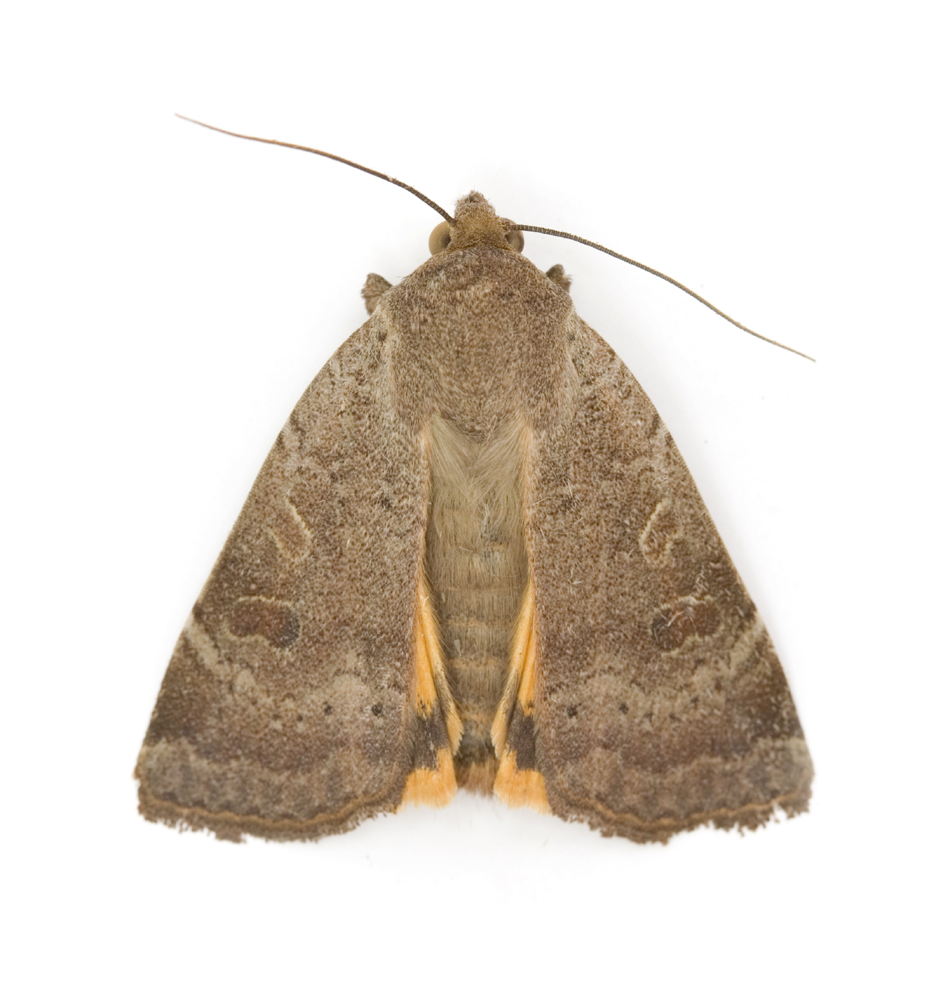 Moth Treatment, Removal and Repair Service